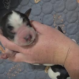 Floyd - Tri-Roan male English Springer Spaniel puppy in Fort White, Florida from Thunderbird Springers