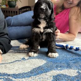 Bernedoodle and Goldendoodle Puppies from Doting Doodles