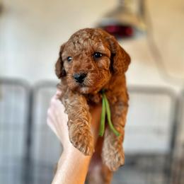 Green Collar Boy - Red  male Poodle puppy in Charlotte, North Carolina from Bruno & Co. Puppies