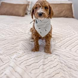 Dunk - Red  male Goldendoodle puppy in Jamestown, Kentucky from Milk & Honey Doodles