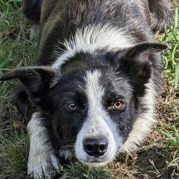 Kim - Black and white female Border Collie puppy in Strafford, Vermont from Thundering Paws Farm Working Collies
