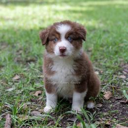Easton - Red tri male Miniature Australian Shepherd puppy in Lacombe, Louisiana from Indigo River Aussies