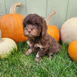Symphony - Chocolate female Cavapoo puppy in Nampa, Idaho from Heart Mountain Cavaliers & Floating Feathers Kennel