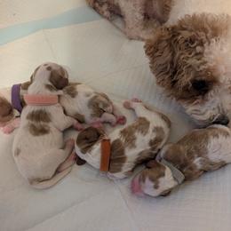 Cavapoo Puppies from Crystal Coast Cavapoodles