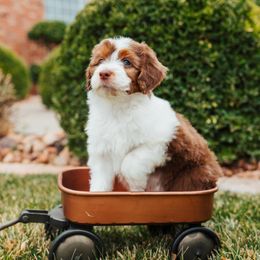 Aussiedoodle, Cavapoo, and Miniature American Shepherd Puppies from Maddilyn Dennett
