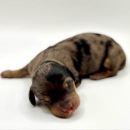 Gretchen Wieners - Dapple female Dachshund puppy in Idaho from Gem State Mini Dachshunds