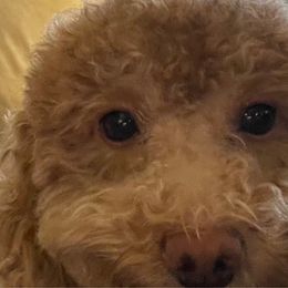 Misty - Poodle