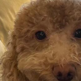 Misty - Poodle