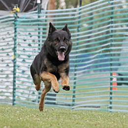 German Shepherd Puppies from Northwinds German Shepherds