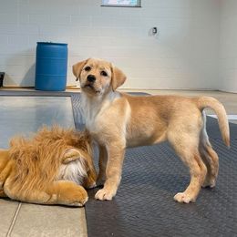 Golden Retrievers and Labrador Retrievers from Pilot Dogs