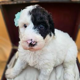Suzie - Black and white female Sheepadoodle puppy in Willacoochee, Georgia from Kitandkboodle's Doodles