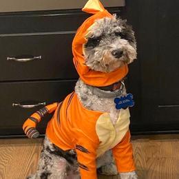 Ace - Aussiedoodle