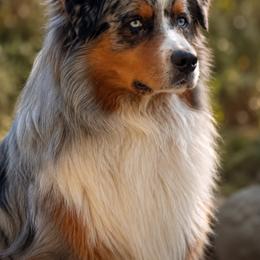 Rocky - Australian Shepherd