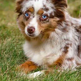 Ginny - Toy Australian Shepherd