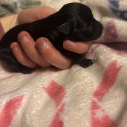 Girl 4 - Black female Miniature Schnauzer puppy in Dunlap, Tennessee from Beards of Glory