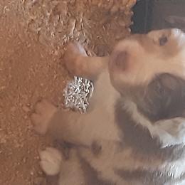 Australian Shepherd Puppies from Gardner Canyon Kennels
