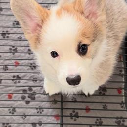 Yellow collar - Sable female Pembroke Welsh Corgi puppy in Wheatland, California from Emerald Corgis