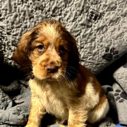 Lucy - Liver white and tan female English Springer Spaniel puppy in Coeur D'alene, Idaho from Springer Hollow