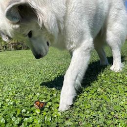 Great Pyrenees and Russell Terriers from Aabras Great Pyreneez
