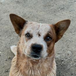 River - Australian Cattle Dog