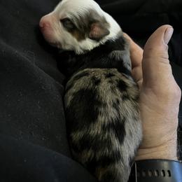 Australian Shepherd Puppies from Kelly Arndt