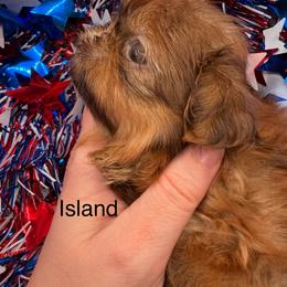Island - Liver female Shih Tzu puppy in Russellville, Kentucky from The Patriot Tzu