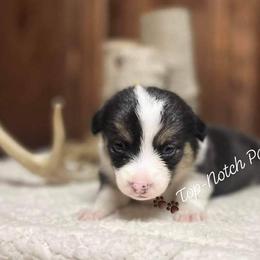 Pembroke Welsh Corgi Puppies from Top-Notch Paws