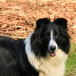 Shetland Sheepdogs from RimRanch Shelties