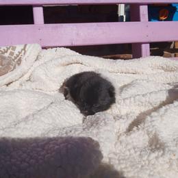 Snow White - Black parti female Pomeranian puppy in Ada, Oklahoma from Once Upon A Puff