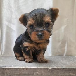 Tink TEACUP - Blue and gold male Yorkshire Terrier puppy in Monticello, Iowa from Ashley’s Puppies