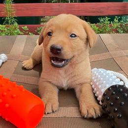 Light pink - Yellow female Labrador Retriever puppy in Monticello, Georgia from Hollow Meadows Retrievers