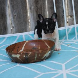 Nesta - Brindle and white female French Bulldog puppy in Twin Falls, Idaho from Whispering White Pines Labradors