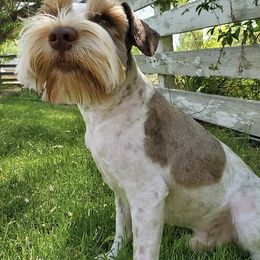 Miniature Schnauzers from Utah house of schnauzers and doodles