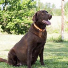 Sadie - Labrador Retriever