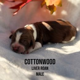 Cottonwood - Liver white and roan male English Springer Spaniel puppy in Uvalda, Georgia from Willow Creek Farms