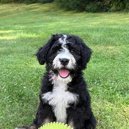 Miss Peaches and Cream - Tri-color female Bernedoodle puppy in Hegins, Pennsylvania from Bubbling Springs Doodles, LLC
