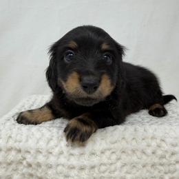 Axl - Black and tan male Dachshund puppy in Pulaski, Tennessee from Billboard Doxies