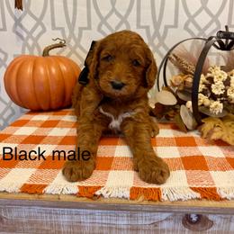 Black collar male - Red  male Goldendoodle puppy in Haughton, Louisiana from Bailey’s Cajun Canines