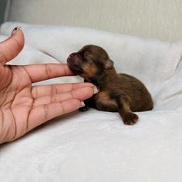 Mocha - Chocolate female Pomeranian puppy in Newport News, Virginia from Nel’s Pomeranians