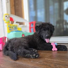Quill  (Black Boy) - Shiloh Shepherd puppy from Stunning Shiloh Shepherds