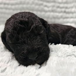 Mira - Blue female Bedlington Terrier puppy in Rincon, Georgia from Prismic Bedlington Terriers