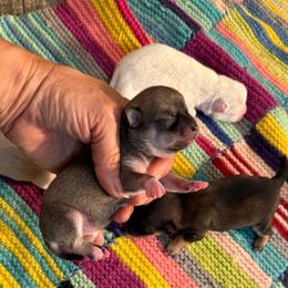 Fawn female price: 6,500 - Fawn female Chihuahua puppy in Summerfield, Florida from Uey’s Chihuahuas