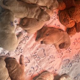 Golden Retrievers from Crimson Sky Goldens