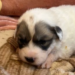LINDEE Pink collar female - White and badger female Great Pyrenees puppy in Fair Grove, Missouri from Allen Wags & Woolies