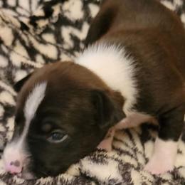 FELIM  Irishmarked Chocolate Puppy Boy - White and chocolate male Rat Terrier puppy in Concord, California from Dal Cais Rat Terriers