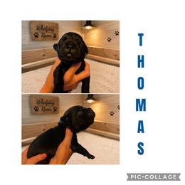 Boy 4 - Black male Cane Corso puppy in Scott County, Tennessee from Nuovo Inizi Kennels