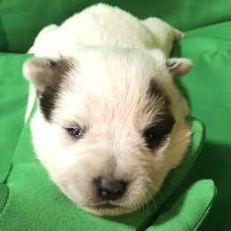 L61-02 - Red speckled female Australian Cattle Dog puppy in Sheridan, Oregon from 6pk Cattledogs