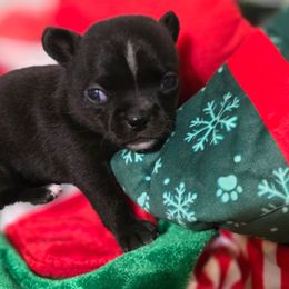 Anna Belle - Black and white female Chihuahua puppy in Amity, Pennsylvania from Rhoda and Verna