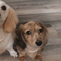 Dachshunds from KaMilira Shore Dachshunds