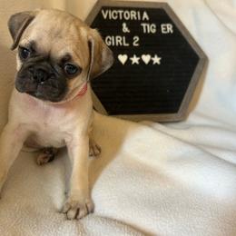 Girl 2 - Fawn female Pug puppy in Norborne, Missouri from Pug Palace
